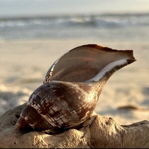 FL TRUE TULIP COLLECTOR SEASHELL SEMI RARE DISPLAY SHELL NAUTICAL DECOR COASTAL